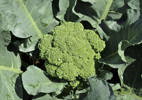 Färsk broccoli i trädgården Stockbild