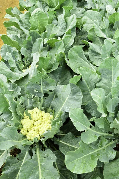 Cauliflower in the vegetable garden — Stock Image Cauliflower in the vegetable garden Royalty Free Stock Photos