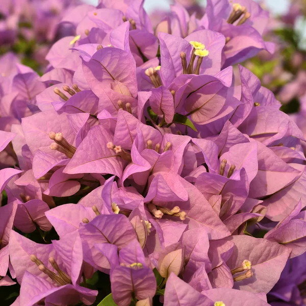 Flores de buganvillas brillantes —  Fotos de Stock
