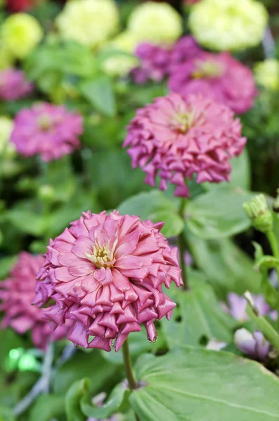 Roze zinnia bloemen — Stockfoto