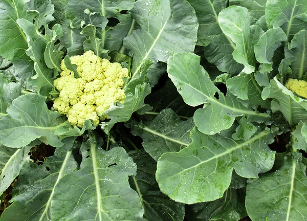 içinde sebze bahçesi karnabahar