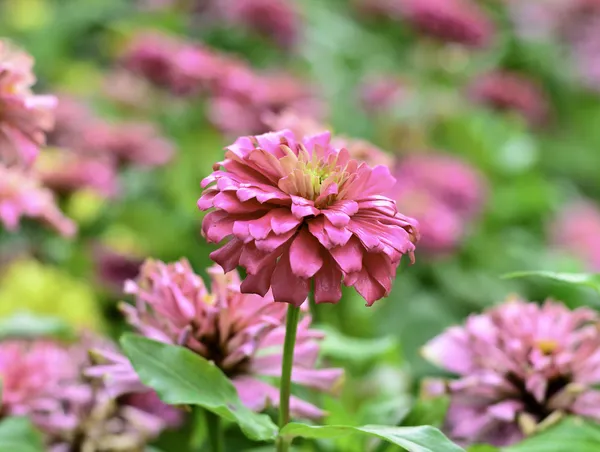 Roze zinnia bloemen in de tuin — Stockfoto