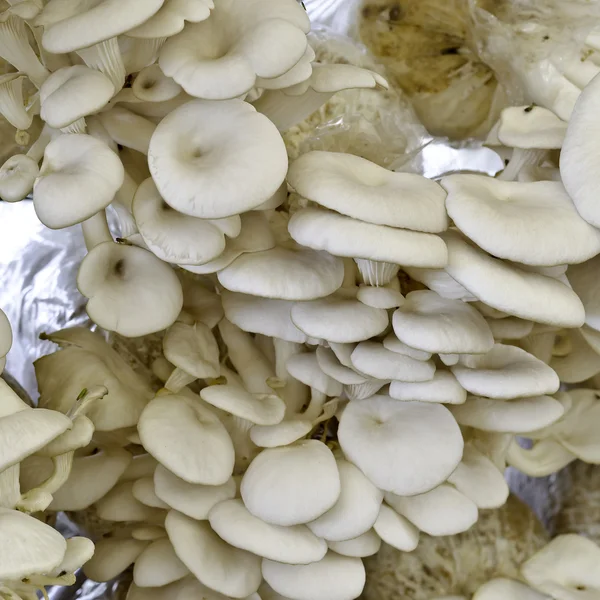 Oyster mushroom in Thailand farm — Stock Photo, Image