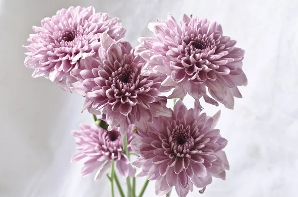 Light purple chrysanthemum flowers on grungy white background — Stock Photo, Image