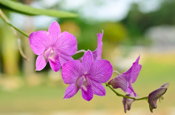 Orquídea roxa — Fotografia de Stock