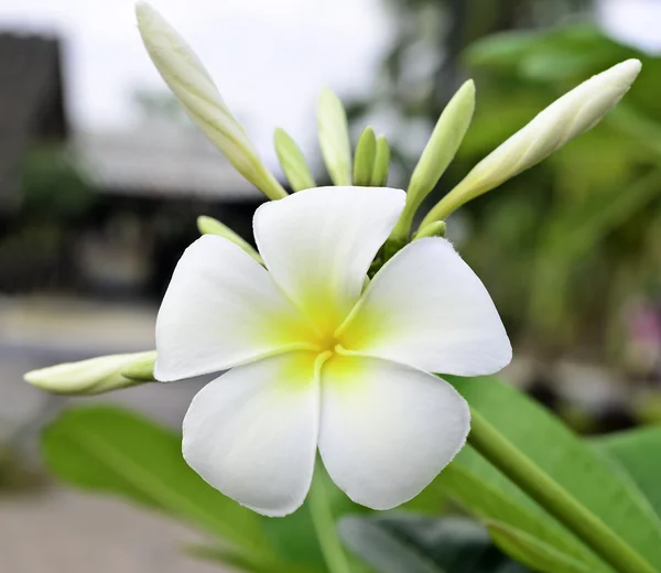 White frangipani flower — Stock Photo, Image