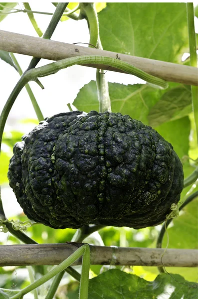 Green pumpkin hanging on the tree — Stock Photo, Image