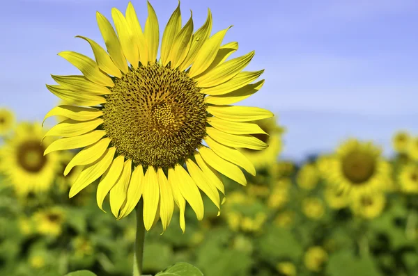 Girasol con azul sk —  Fotos de Stock