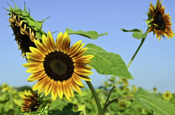 Solros på fältet med blå himmel — Stockfoto