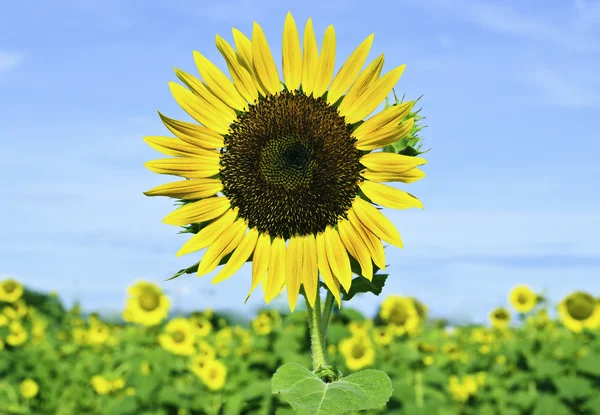 Solros på fältet med blå himmel — Stockfoto