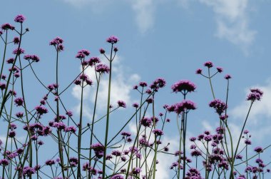 Mavi ve sarkık gökyüzüne karşı Verbena adlı bitkinin yumuşak odak noktası
