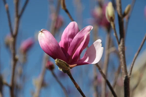 Magnolia flower 04 — Stock Photo, Image