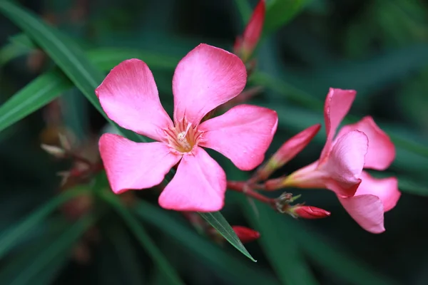 Flower of a pink oleander 03 — Stock Photo, Image