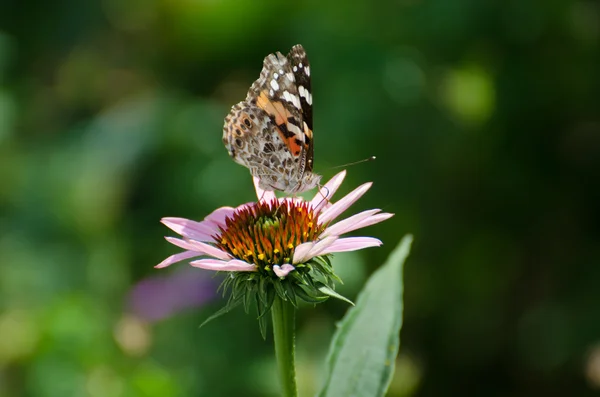 A festett hölgy pillangó egy Echinacea virág — Stock Fotó