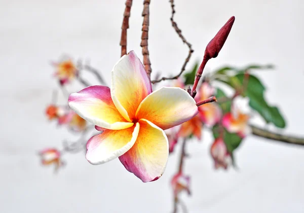 Rozkvetlé květy keře — Stock fotografie