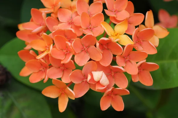 Ixora fiore d'arancio — Foto Stock