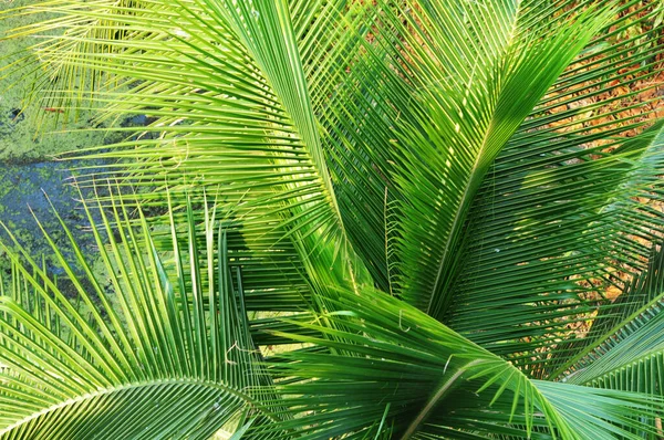 Palmier Dans Parc Vert — Photo