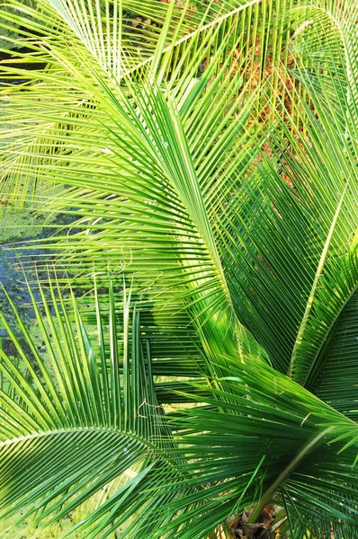 Palm Grön Park — Stockfoto