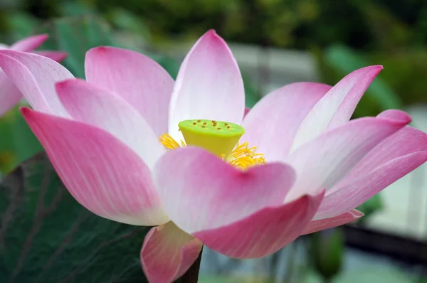 Water Lily Flower Garden — Stock Photo, Image