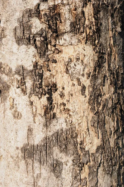 纹理的树皮背景 — 图库照片