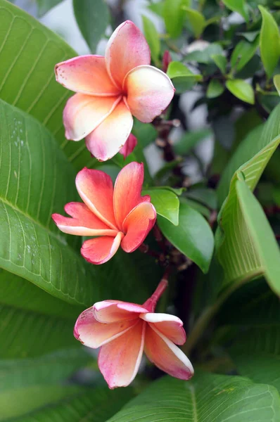 Gruppe Von Frangipani Blumen Blüht — Stockfoto