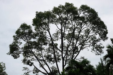 Yeşil parktaki ağacın gölgesi