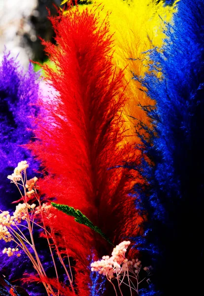 Colorful Plumage Mixed Colors Single Group — Stock Photo, Image