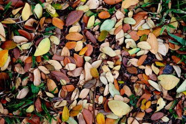 yeşil parktaki yaprağın sessiz rengi