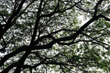  Ağaç dalları ve yaprak