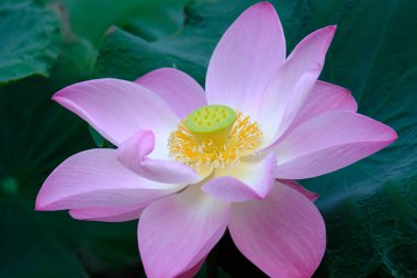 Yeşil parkta pembe nilüfer çiçeği