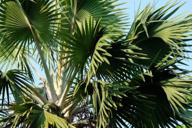 Yeşil parkta palmiye yaprakları