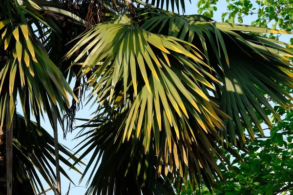 Folhas Palmeira Parque Verde — Fotografia de Stock