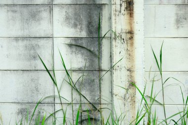grunge duvar ve yeşil yaprak