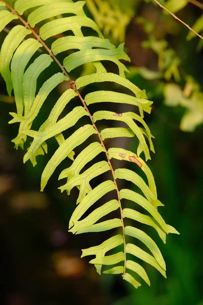 Hoja Helecho Bosque — Foto de Stock