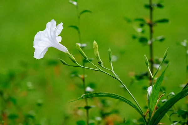 Weiße Blume Grünen Park — Stockfoto