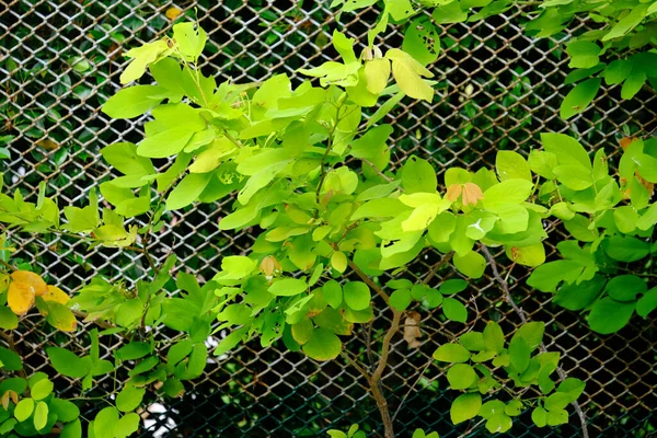 Yeşil parkta yeşil yaprak