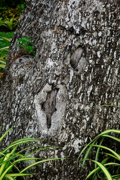 Yeşil parkta ağaç ve ağaç kabuğu
