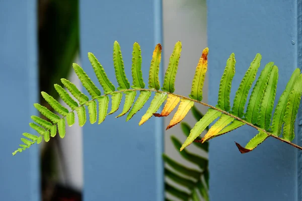Closeup Green Leaf Small Plant Beautiful Natural Background — ストック写真