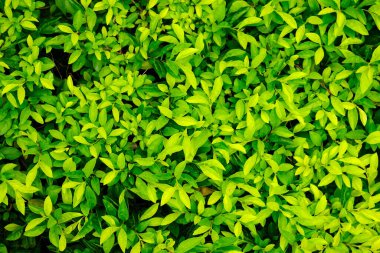 Yeşil yapraklı arka plan. en üstteki görünüm.