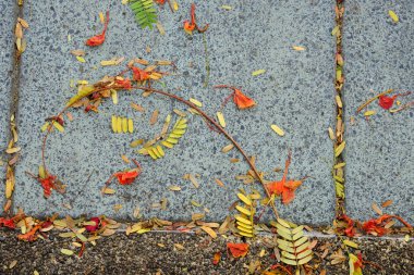 Grunge zemininde yeşil yaprak