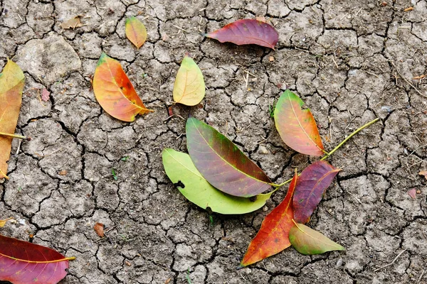 leaf on clay in green park