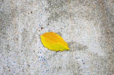 Grunge zemininde sarı yaprak