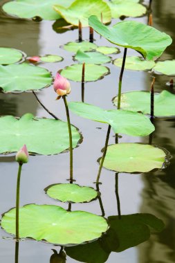 Gölette güzel nilüfer çiçekleri