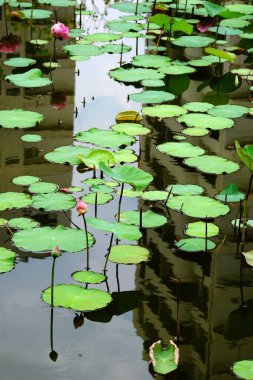 Gölette güzel nilüfer çiçekleri