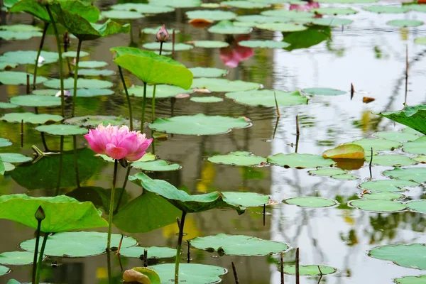 池の美しい蓮の花 — ストック写真