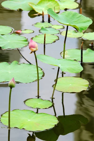 Gölette güzel nilüfer çiçekleri