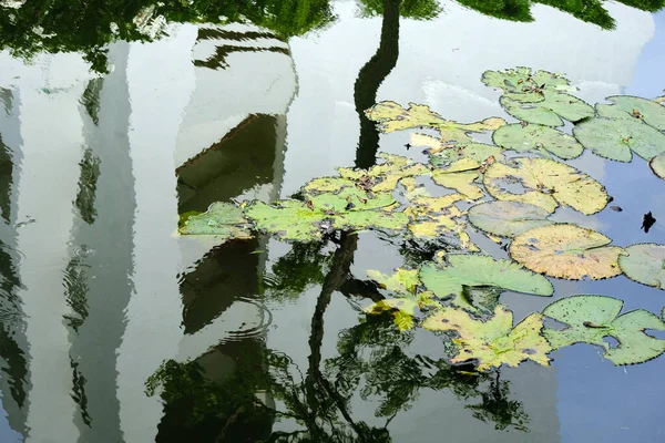 池塘里有倒影的睡莲 — 图库照片
