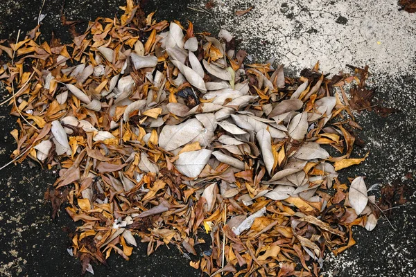 Dry Leaf Grunge Floor — Zdjęcie stockowe