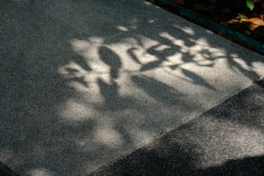 Yeşil parktaki yaprağın gölgesi