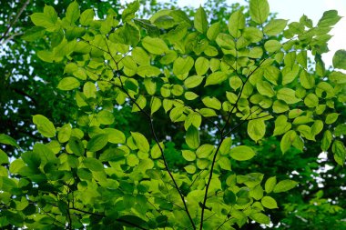 Yeşil parkta yeşil yaprak